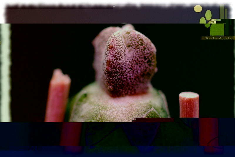 Astrophytum miriostygma cv onzuka 046 2011 11 02.JPG