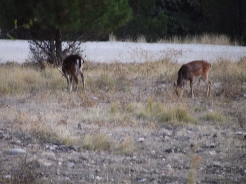 Un par de ciervos al atardecer ya de vuelta a la Nava de San Pedro donde está el pequeño hotel.