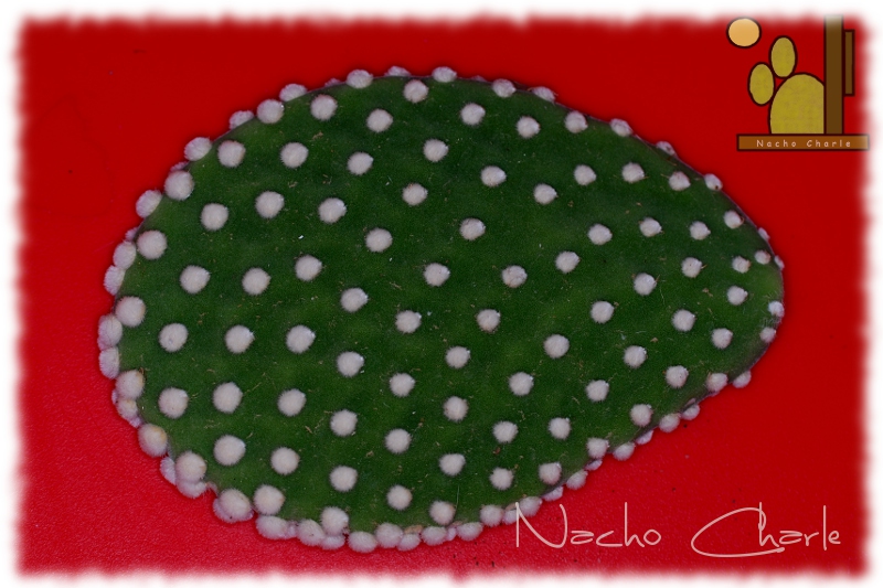 Opuntia microdasys cv ala de angel 2011 11 02.JPG