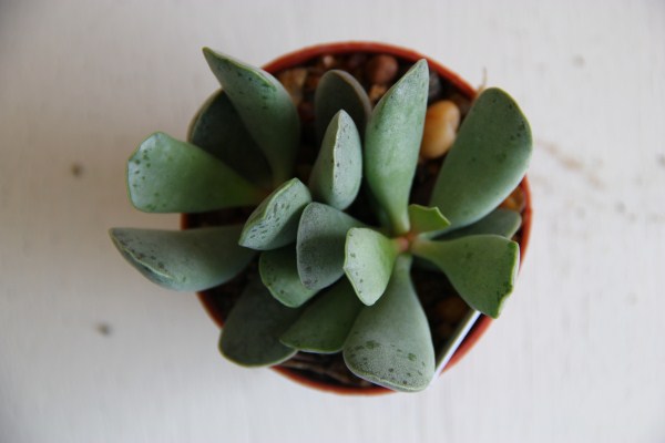 adromischus poellnitzianus?