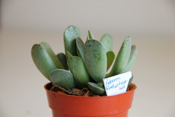 adromischus poellnitzianus?