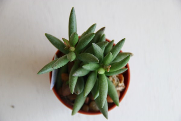 adromischus filicaulis?