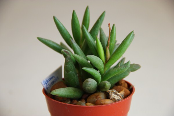 adromischus filicaulis?