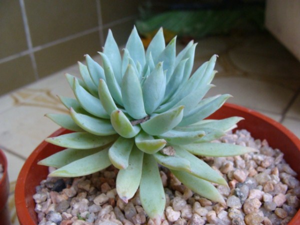 Dudleya Albiflora (10) - 08-08-04 01.jpg
