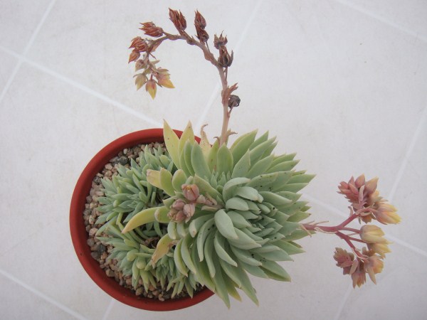 Dudleya Albiflora (10) - 09-05-17 01.jpg