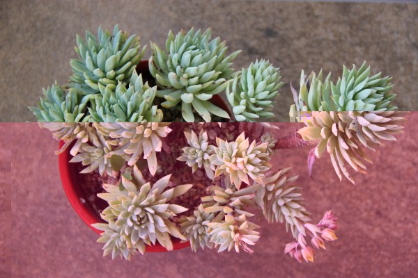 Dudleya Albiflora (10) - 11-04-10 01.jpg