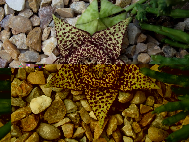 Stapelia variegata-DSCF1839 [800x600].jpg