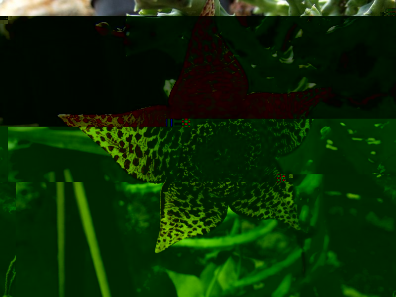 Stapelia variegata-DSCF1832 [800x600].jpg