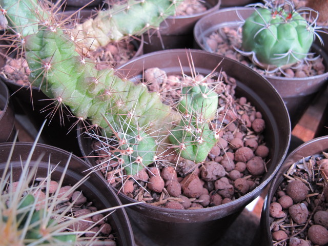 Echinocereus.jpg