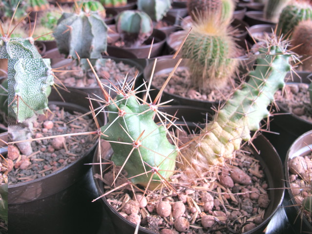 Echinocereus sp.jpg