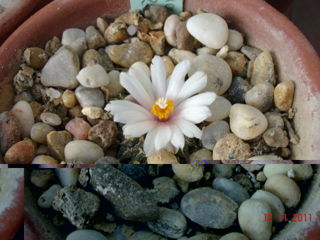 Ariocarpus kotschoubeyanus 12.11.11.jpg