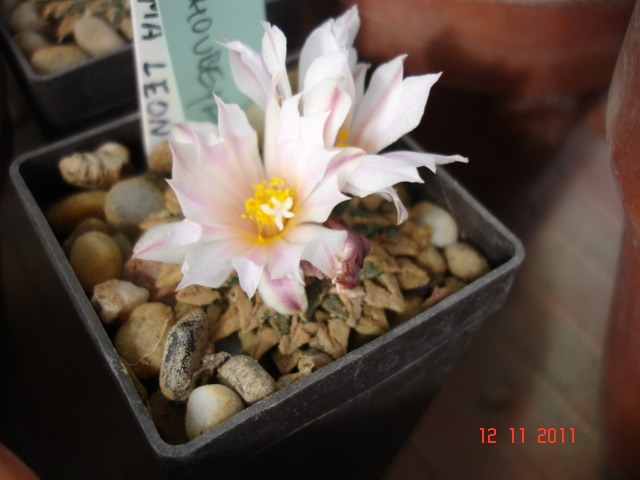 Ariocarpus kotschoubeyanus 12.11.11 (1).jpg