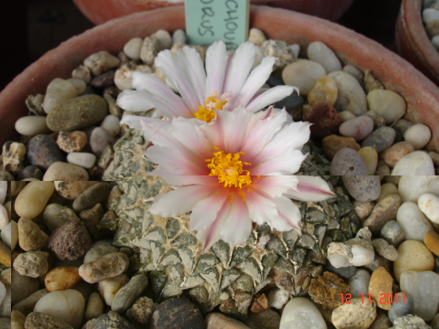 Ariocarpus kotschoubeyanus 12.11.11 (2).jpg
