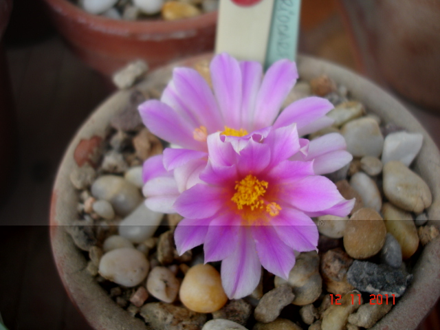 Ariocarpus kotschoubeyanus 12.11.11 (3).jpg