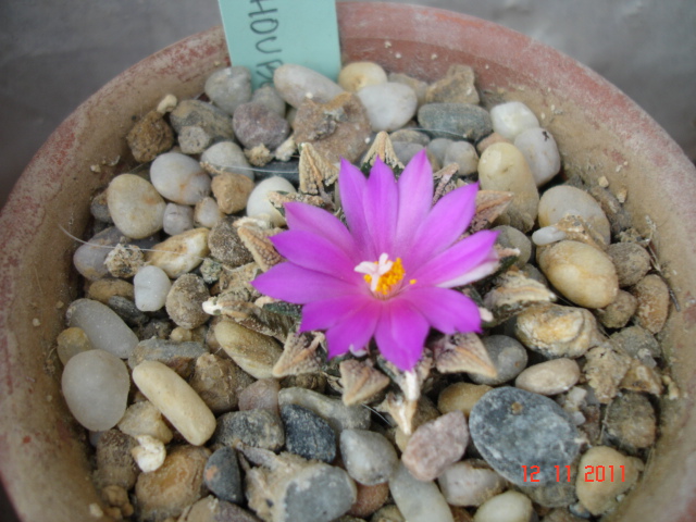 Ariocarpus kotschoubeyanus 12.11.11 (4).jpg
