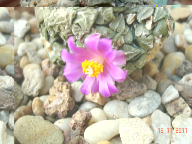 Ariocarpus kotschoubeyanus 12.11.11 (5).jpg