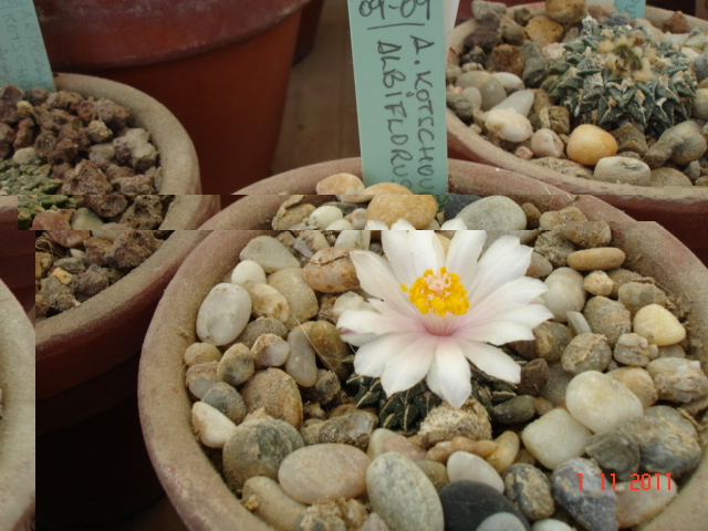 Ariocarpus kotschoubeyanus albiflorus 11.11.11.jpg