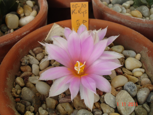 Ariocarpus kotschoubeyanus híbrido 11.11.11.jpg