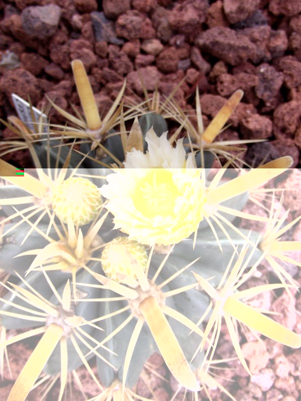 el día estaba bastante feo, no conseguí ver la flor abierta del todo.