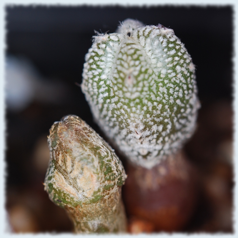 Astrophytum miriostygma cv onzuka 046 2011 11 17.JPG