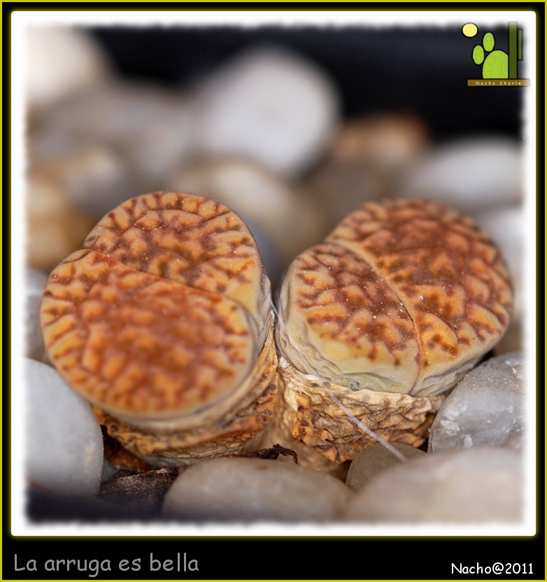 La arruga es bella.jpg