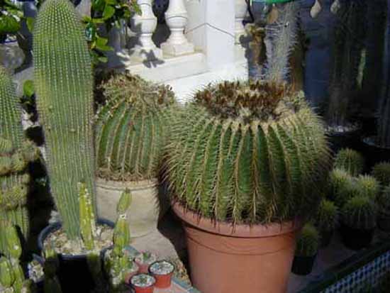 C.Echinocactus Grusonii.JPG