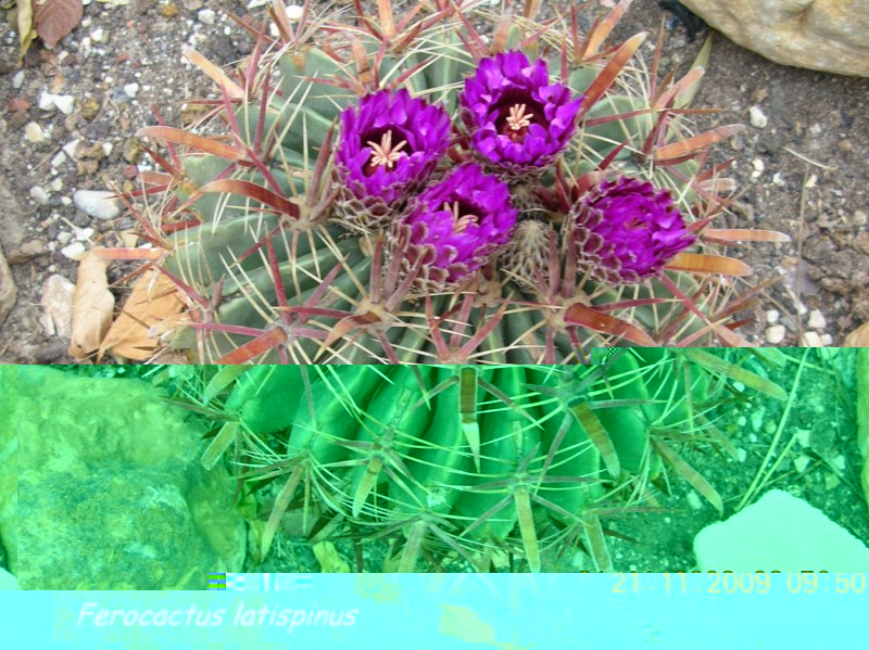 Ferocactus latispinus-DSCN4827(q) [800x600].jpg