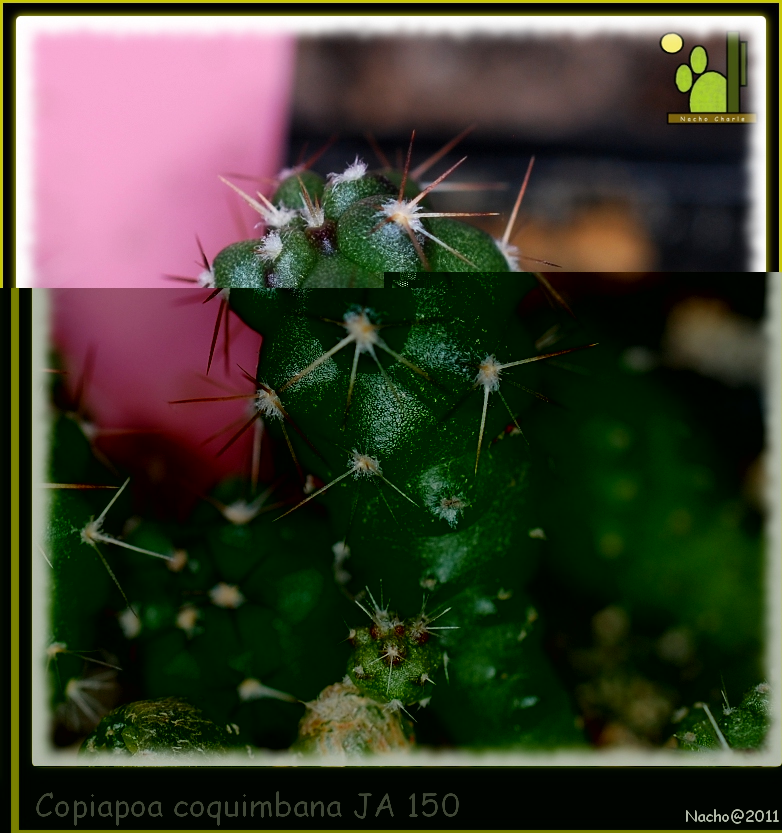 Copiapoa coquimbana JA 150 932 2011 11 23.jpg