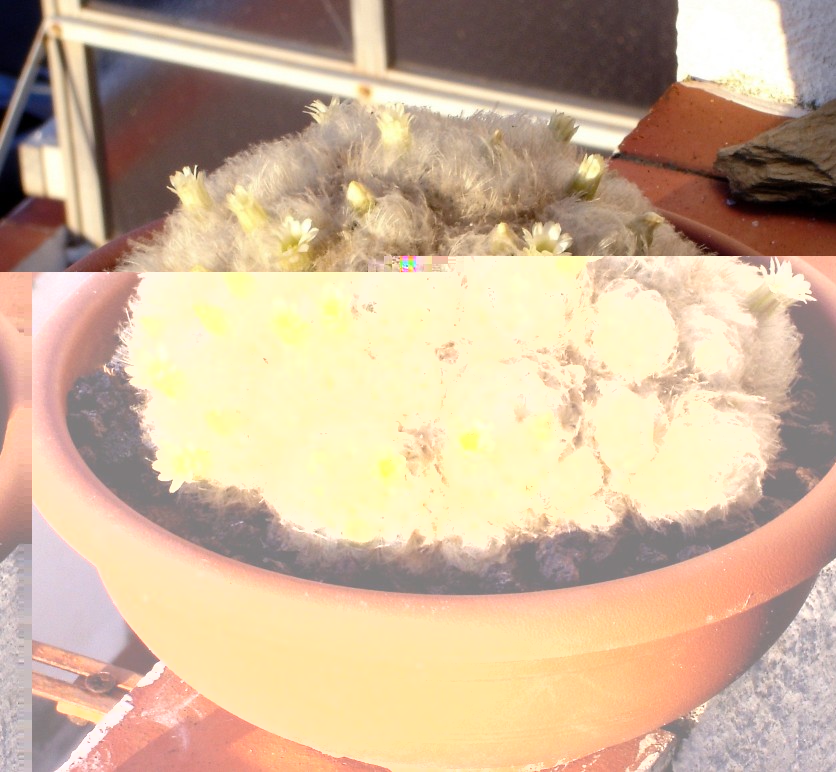 Mammilaria plumosa 231111 007 [50%].jpg