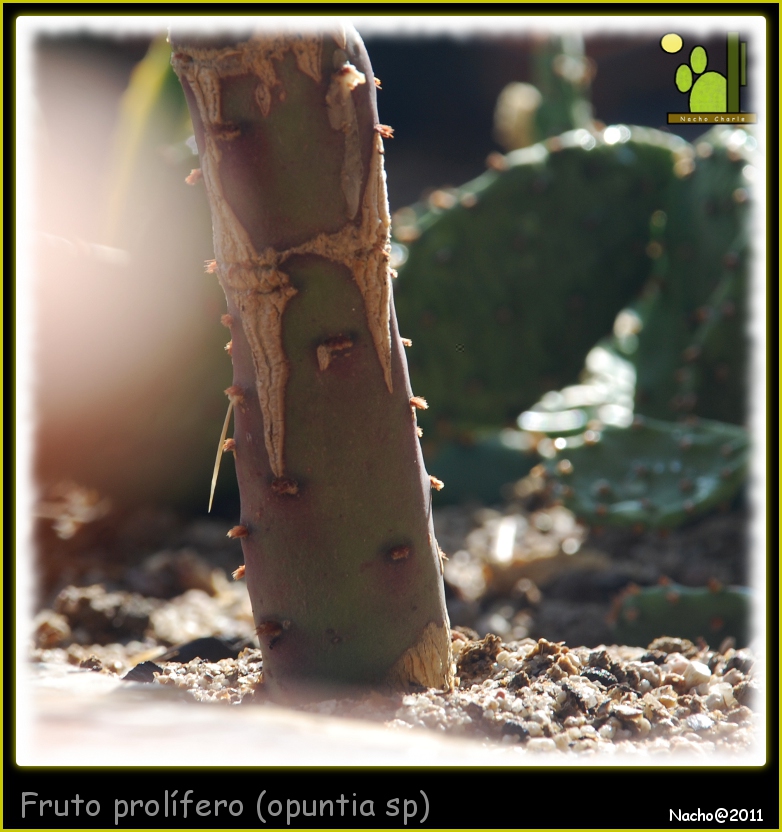 Opuntia paraguayensi 911 2011 09 03.JPG