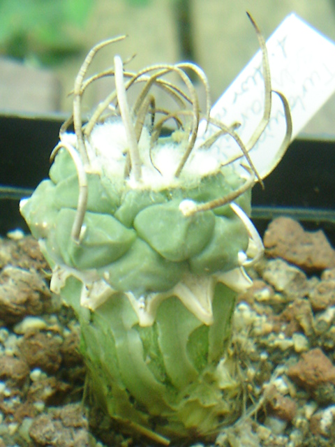 A las dos semanas recien quitadas las yemas a la Echinopsis