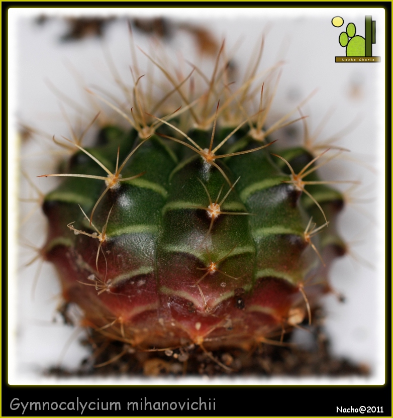 Gymnocalycium mihanovichii 342 2011 12 02.JPG