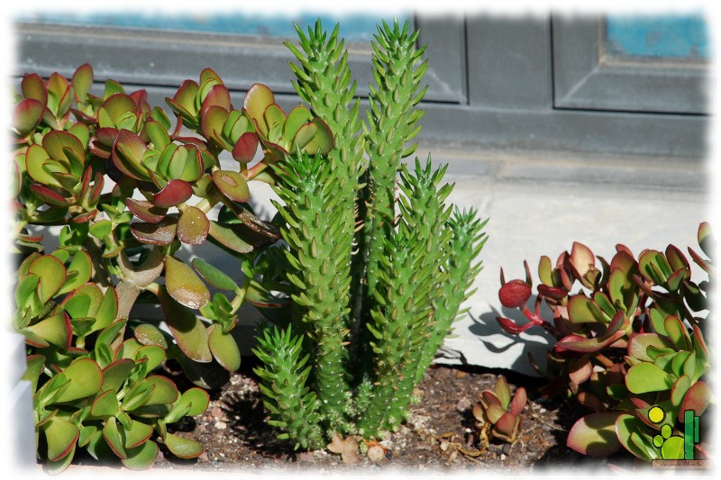 Asutrocylindropuntia subulata f. monstruosa 037.JPG