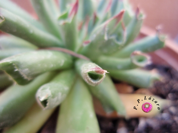 Detalle de planta 9.