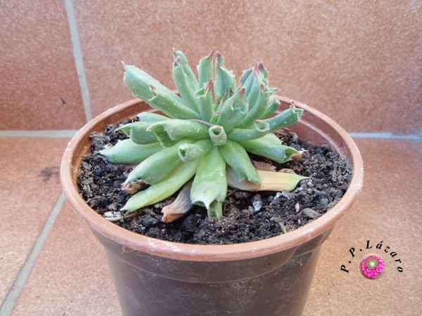 Planta 9