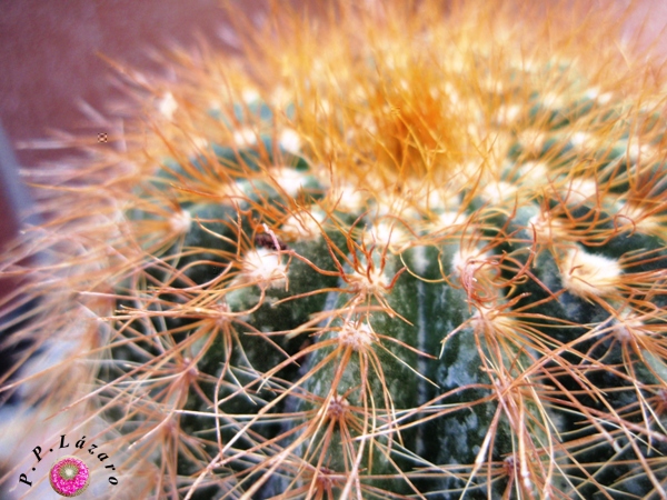 Detalle de planta 8.