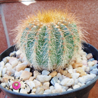 Planta 8