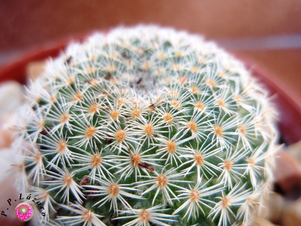 Detalle de planta 7.
