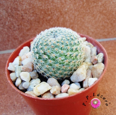 Planta 7
