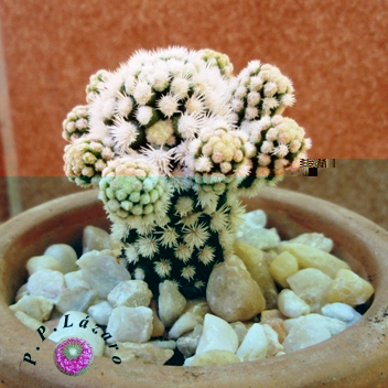 Planta 6: Mammillaria vetula ssp. gracilis cv. arizona snowcap