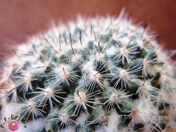 Detalle de M hahniana.