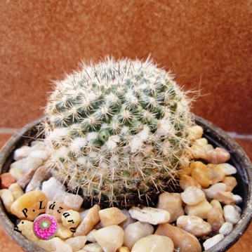 Planta 5: ¿Mammillaria hahniana mendeliana?