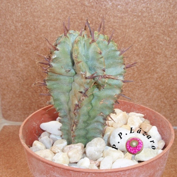 Planta 4: Euphorbia enopla.