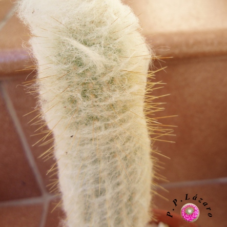 Detalle de espinación de Espostoopsis.