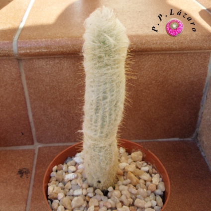 Planta 3: Espostoopsis ¿...?