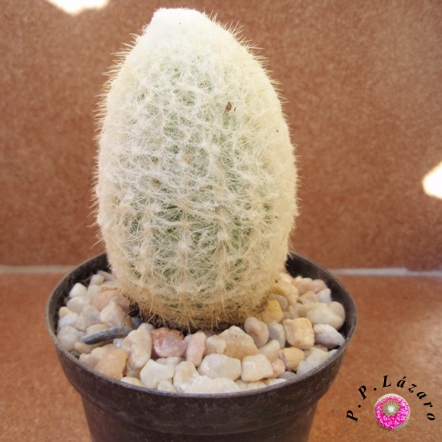 Planta 2: Espostoa ¿...?