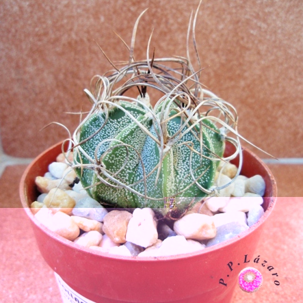 Planta 1: Astrophytum capricorne
