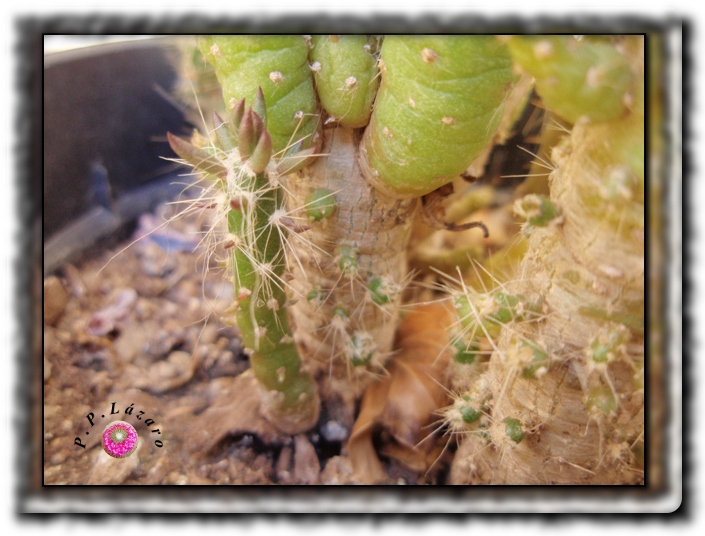 Austrocylindropuntia 4.jpg