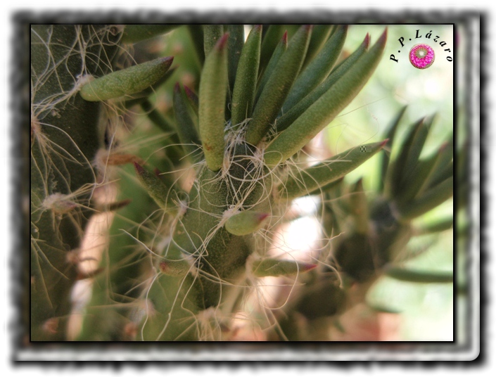 Austrocylindropuntia 3.jpg