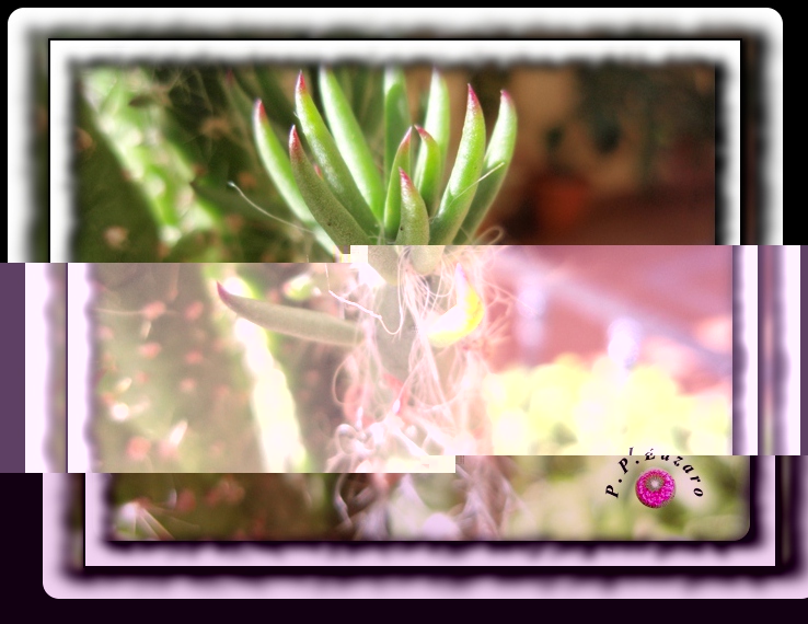 Austrocylindropuntia 2.jpg